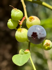 שיח אוכמניות סוואני