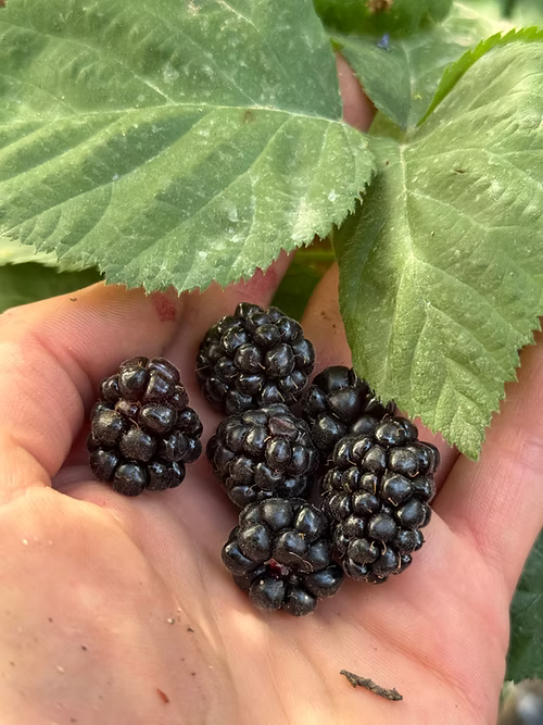 שיח מריונברי