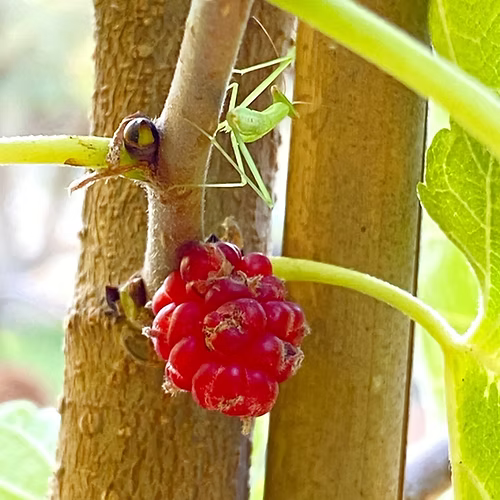 עץ תות שאמי