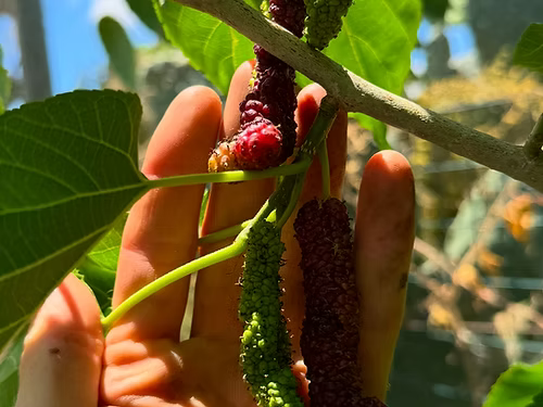 עץ תות פקיסטני שחור – משתלת אקזוטיקה