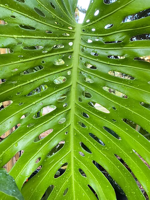 שיח מונסטרה נאכלת