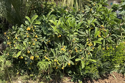 עץ שסק אברי