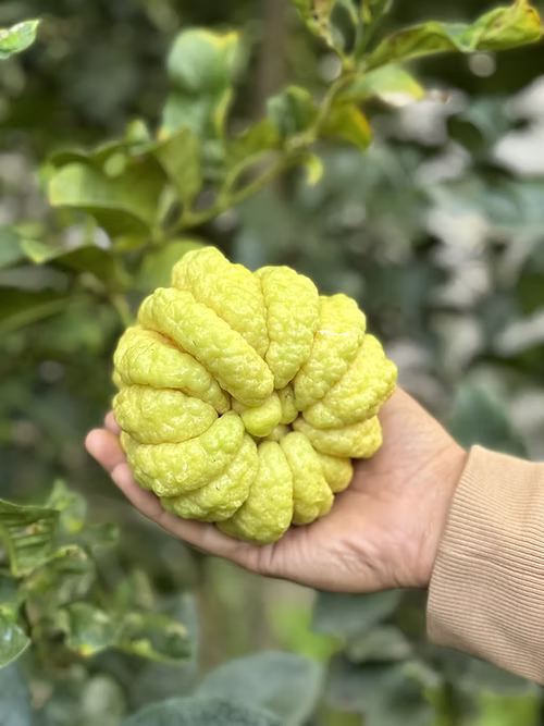 עץ אתרוג האצבעות / יד הבודהה