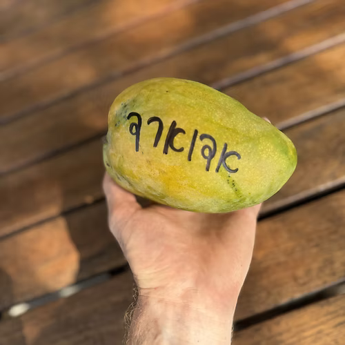 עץ מנגו אדוארד