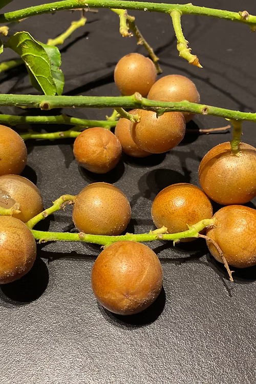 עץ וואמפי/וומפי (איסוף עצמי)