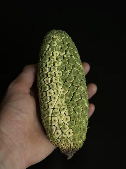 מונסטרה מגוונת אלבו