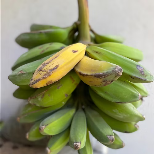 עץ בננה סורית