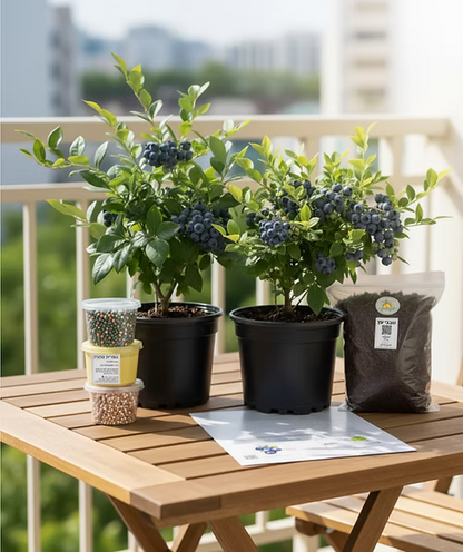 ערכה פרימיום לגידול אוכמניות בבית (DUO)