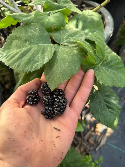 שיח מריונברי