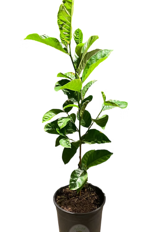 עץ ג'קפרוט מלזיה