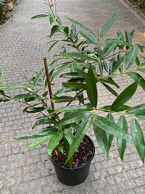 עץ תפוח הורד