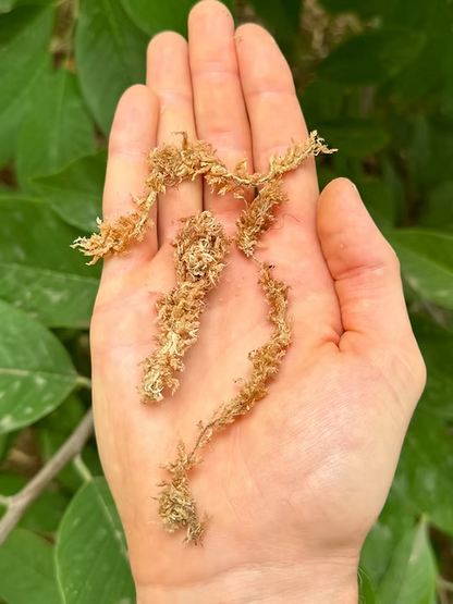 ספגנום מוס פטגוניה