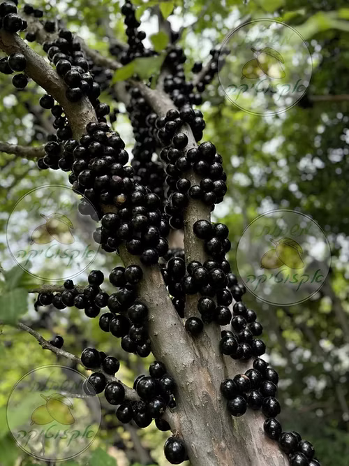 עץ ג'בוטיקבה סברה (זריע)