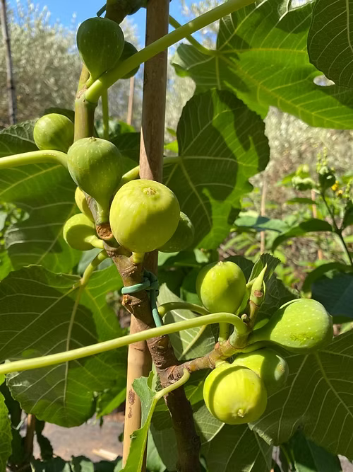 עץ תאנה לבנה