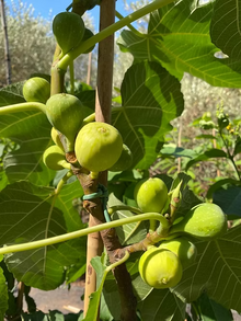 עץ תאנה לבנה
