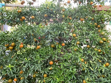 עץ קלמנטינה מיכל (מורכב)