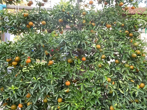 עץ קלמנטינה מיכל (מורכב)