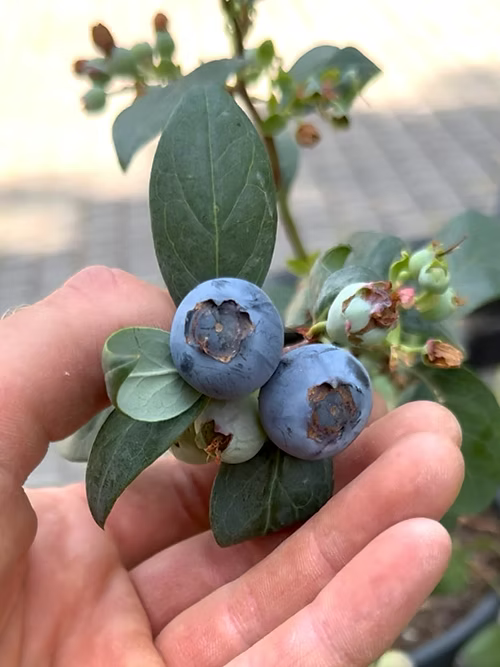 שיח אוכמניות מיסטי