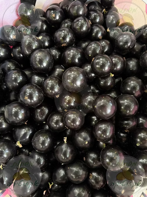 עץ ג'בוטיקבה סברה (זריע)