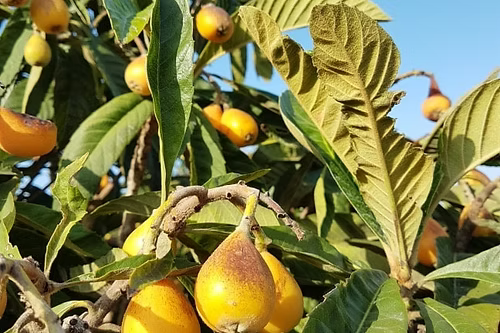 עץ שסק אברי