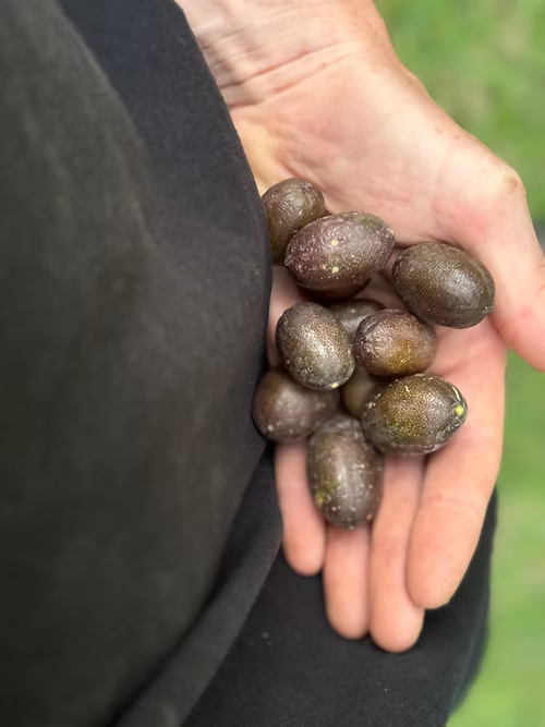 עץ פינגר ליים אדום (מורכב)