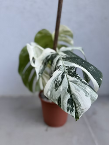 מונסטרה מגוונת אלבו