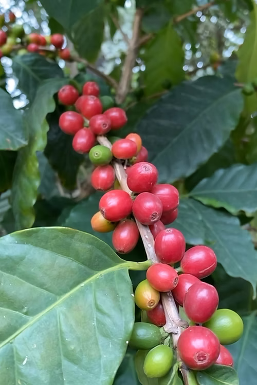 עץ קפה ערביקה