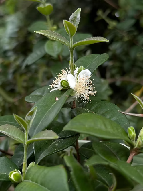 שיח פיטנגטובה - דובדבן כוכב
