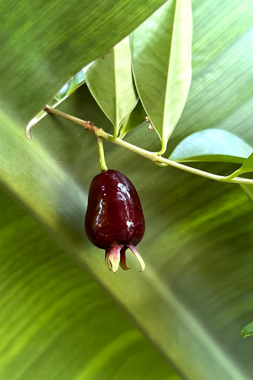 עץ דובדבן ריו גרנדה