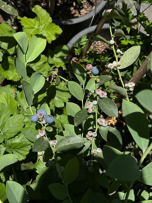 שיח אוכמניות קליימקס