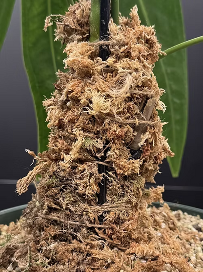 ספגנום מוס פטגוניה