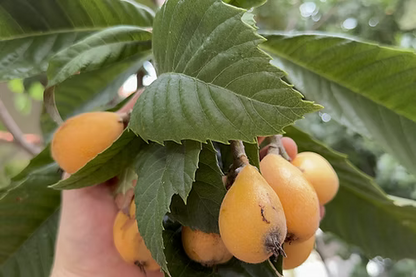 עץ שסק אברי