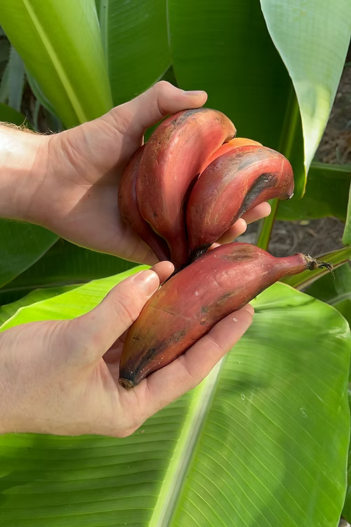 עץ בננה אדומה