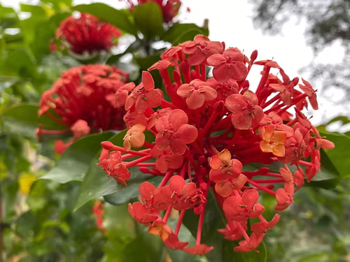 שיח איקסורה כתומה