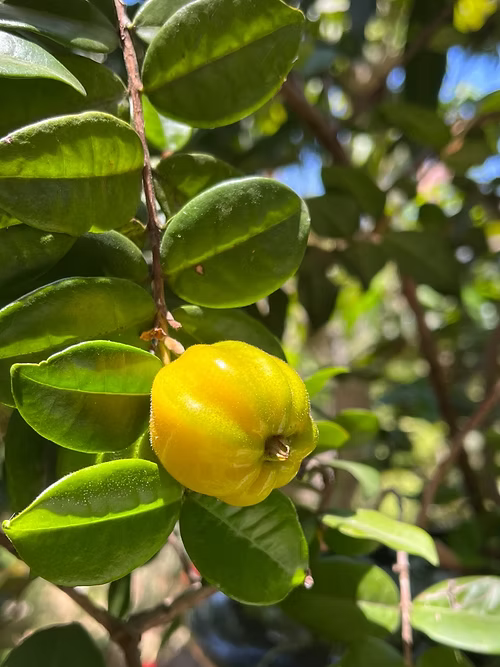 שיח פיטנגטובה - דובדבן כוכב