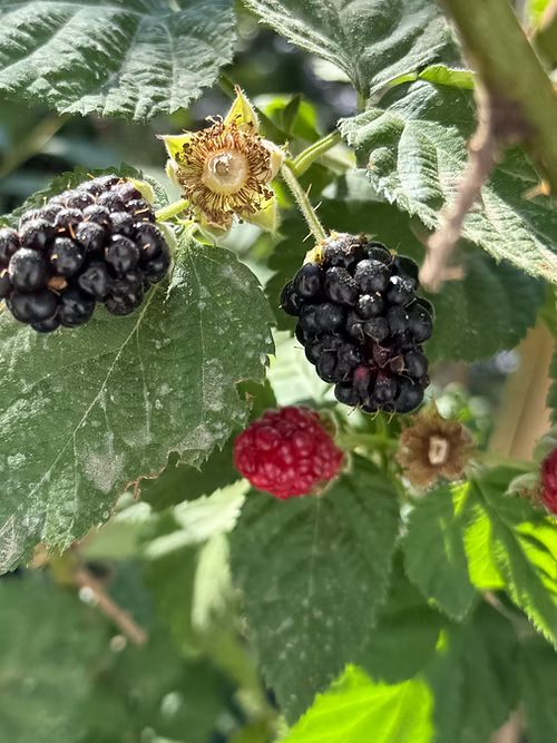 שיח מריונברי