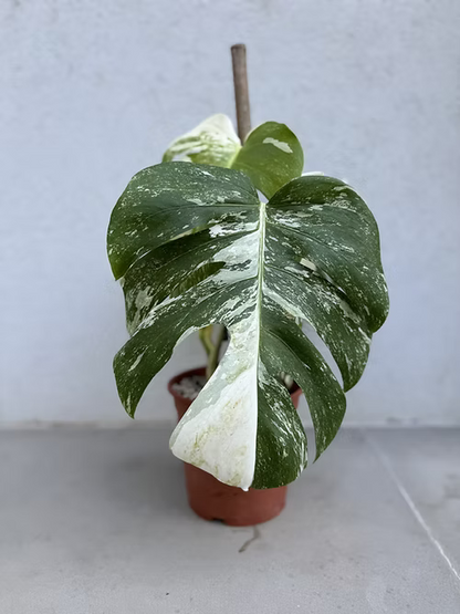 מונסטרה מגוונת אלבו