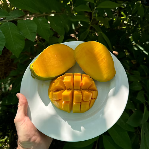 עץ מנגו אדוארד