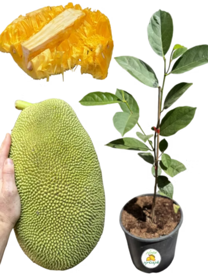 עץ ג'קפרוט גולדי קראנץ