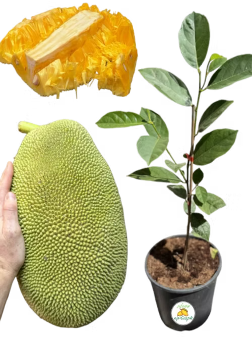 עץ ג'קפרוט גולדי קראנץ