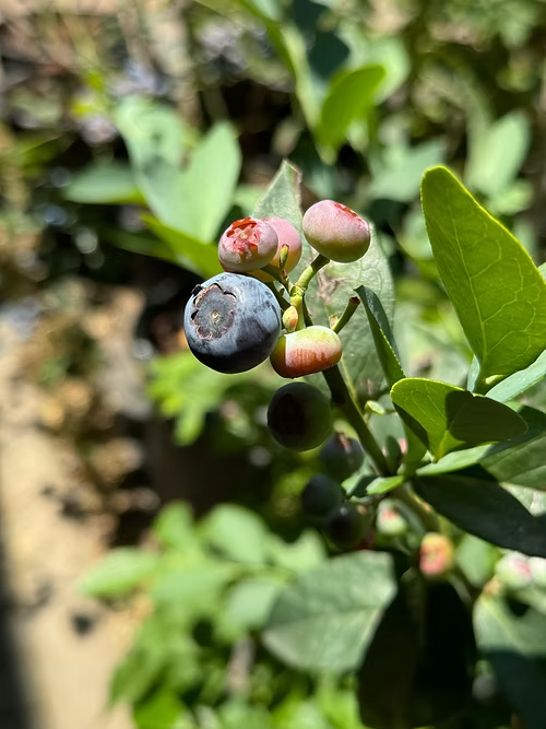 שיח אוכמניות קליימקס