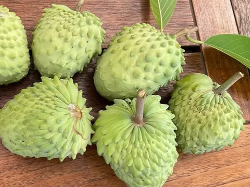 עץ אנונה גפנר (איסוף עצמי)