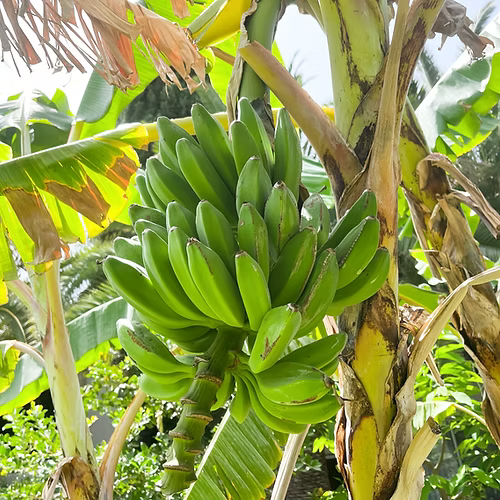 עץ בננה סורית