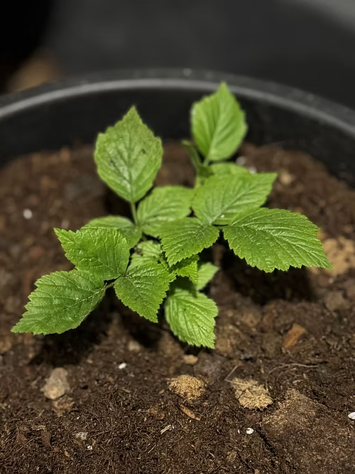 שיח פטל אדום ג.א