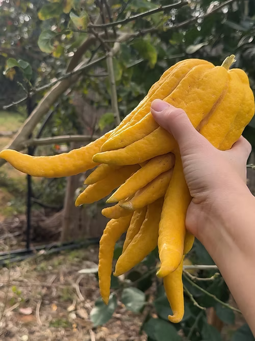 עץ אתרוג האצבעות / יד הבודהה