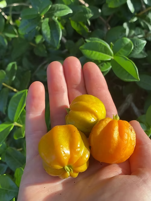 שיח פיטנגטובה - דובדבן כוכב