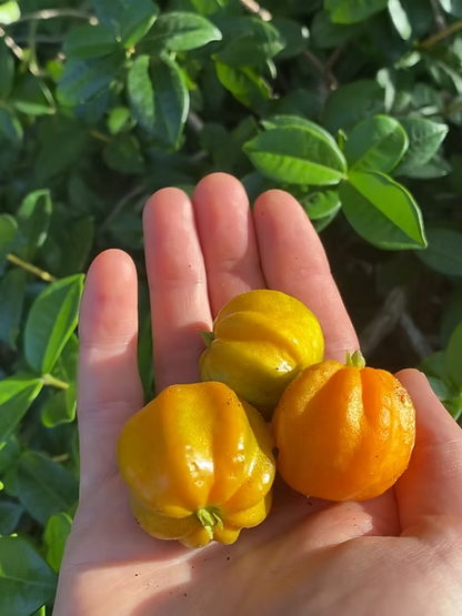 שיח פיטנגטובה - דובדבן כוכב