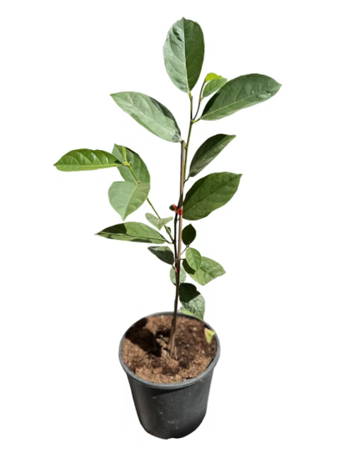 עץ ג'קפרוט גולדי קראנץ