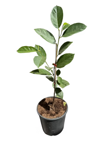 עץ ג'קפרוט גולדי קראנץ