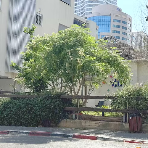 עץ מורינגה מכונפת